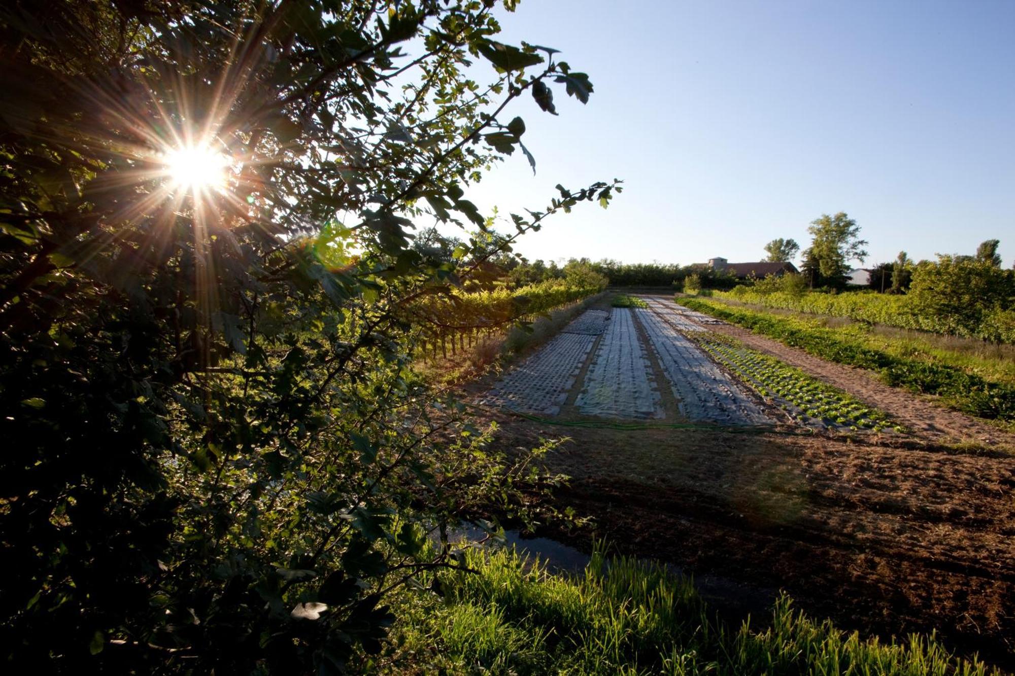 Agriturismo Cascina Caremma Besate ภายนอก รูปภาพ