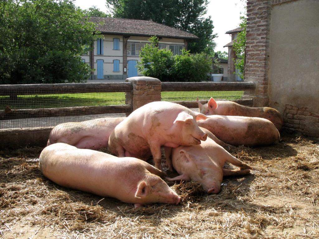 Agriturismo Cascina Caremma Besate ภายนอก รูปภาพ